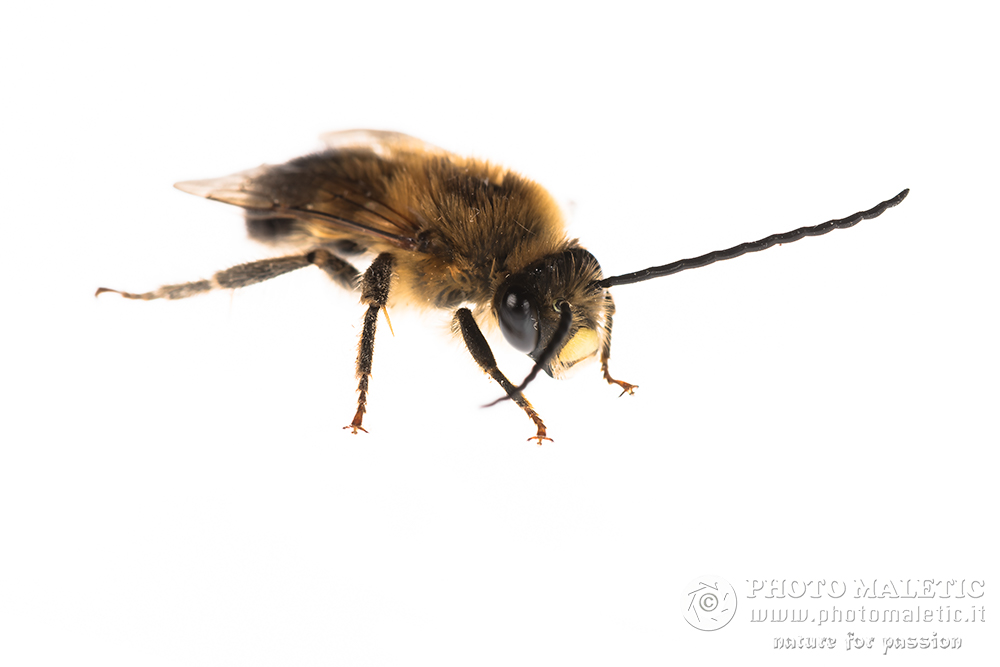 Eucera sp., maschio